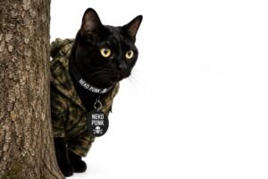 木の影からこっそり様子を伺っている黒猫