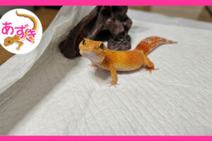 オレンジ色のヒョウモンと影もどきがこちらを見ている