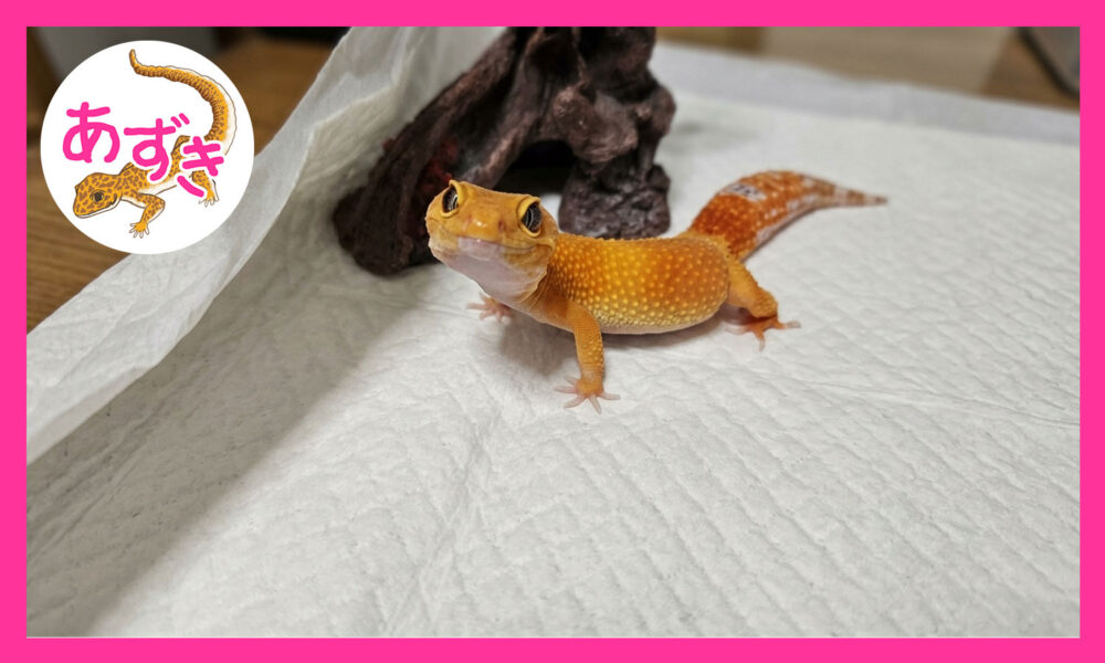 オレンジ色のヒョウモンと影もどきがこちらを見ている